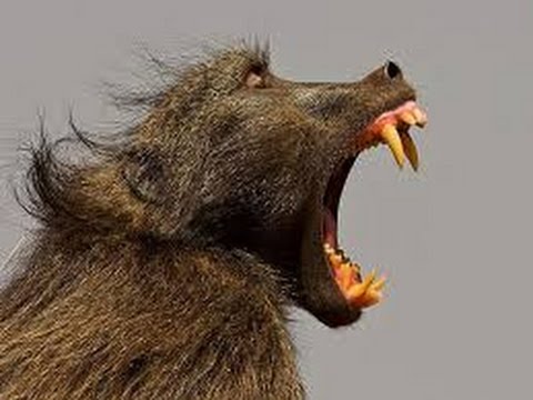 Baboons VS A Leopard - Group Baboon Attack Leopard.....!!!!!