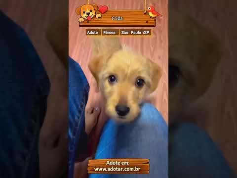 Vídeo de Frida