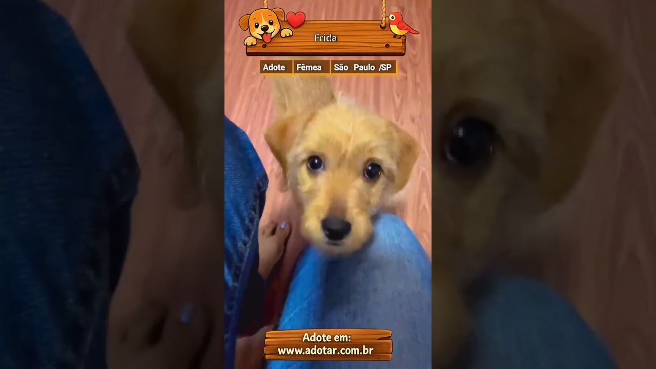 Cachorro raça SRD-ViraLata idade 2 a 6 meses nome Frida