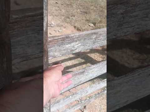 Camino a Caserío Las Cañas ( por campo privado ) , Cerro  Largo ,videitos cultura uruguaya 🇺🇾 .