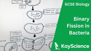 Binary Fission in Bacteria | Cell Division | Biology GCSE (9-1) | kayscience.com