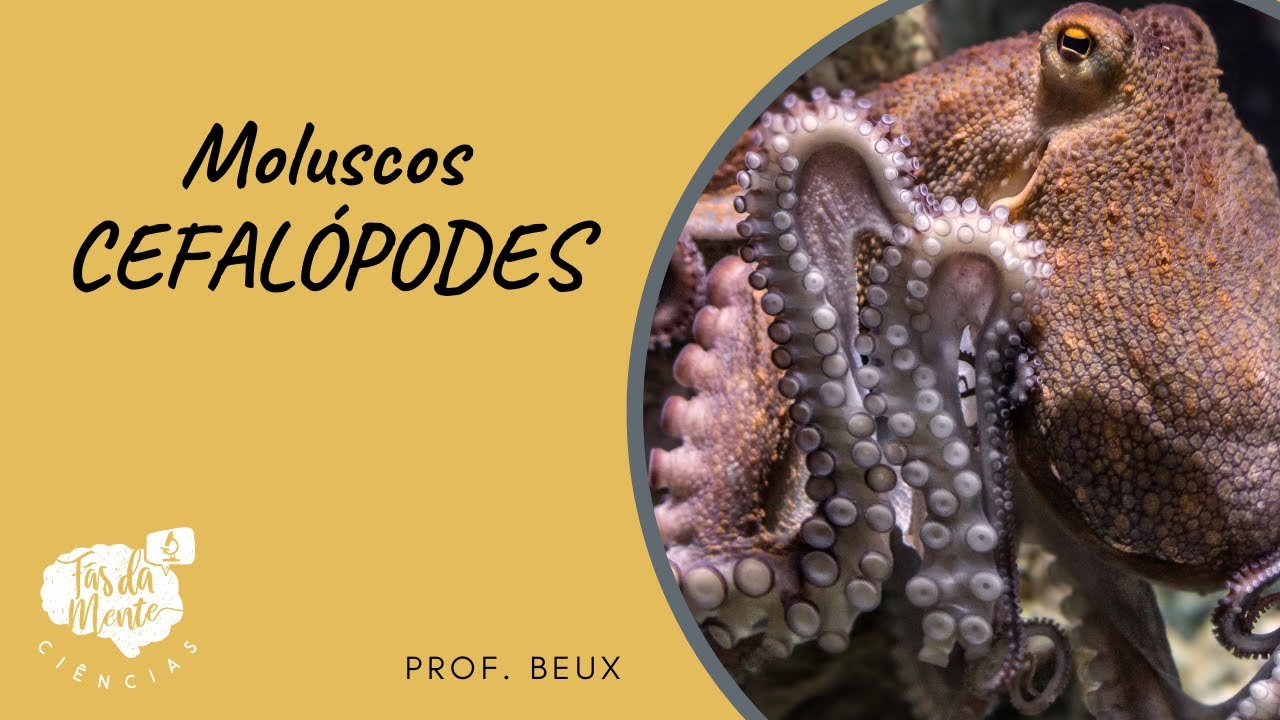 MOLUSCOS - CEFALÓPODES - Ensino Fundamental