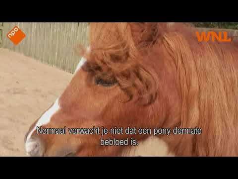 Pony vermoord in Delft