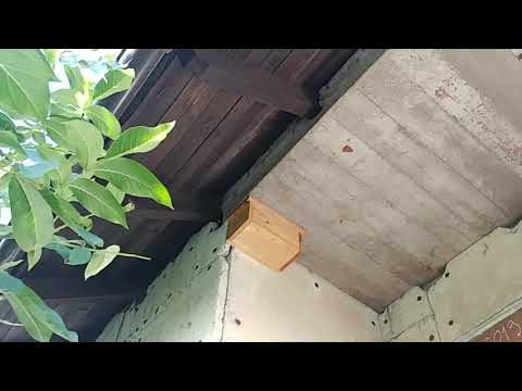 Jerzyk wylot z gniazda w slow motion