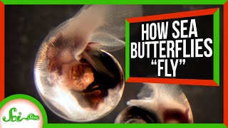 How Sea Butterflies "Fly" in Water