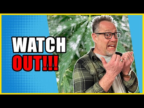 What Every Grower Needs to Know THIS About POWDERY MILDEW