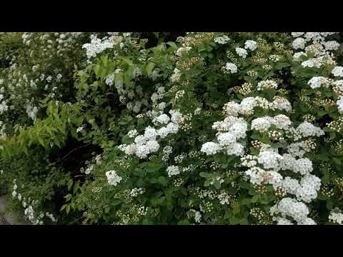 Spring Farifield , IA, USA - Nature Through Programmer's eye