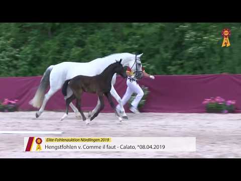 Fohlen von Comme il faut x Calato