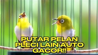 Download lagu Pancingan PLECI josss‼️Pendongkrak emosi semua jenis pleci🔥Pleci gacor mp3