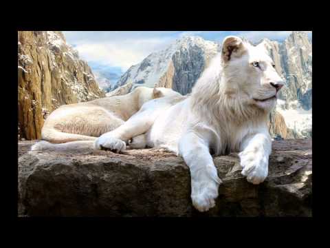 O crescimento e desenvolvimento do Leão branco