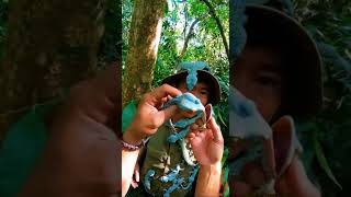 Download lagu Tokays Geckos Dozens #viralvideo #wildlifeentertainment mp3
