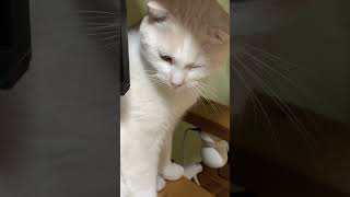 【猫多頭飼い】寝起きの猫 #日常vlog #猫との暮らし
