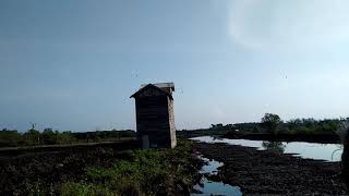 Download lagu Suara walet top respon..!!! mp3