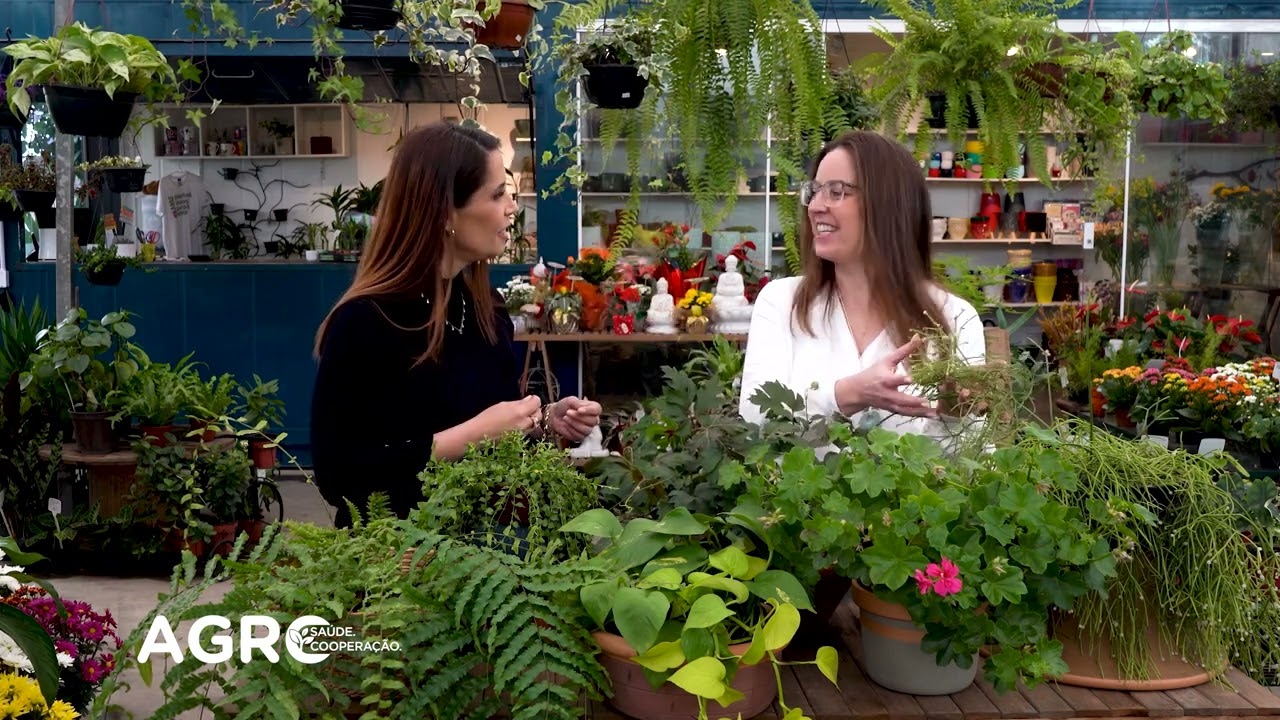 Aprenda na prática: como cuidar de plantas pendentes