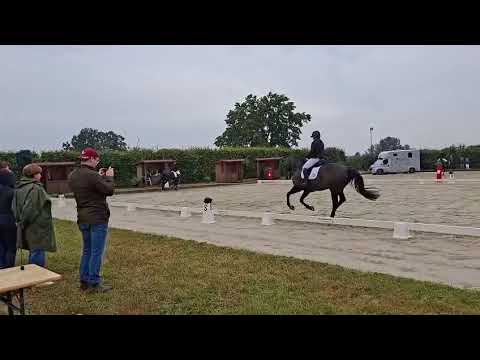 *FOR SALE*   Stute von 2021.                  Erdinger x Silberschmied 