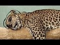 Duran Duran - The Man Who Stole A Leopard ...