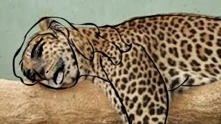 Duran Duran - The Man Who Stole A Leopard YouTube Video Response to Hungry Like The Wolf UNSTAGED