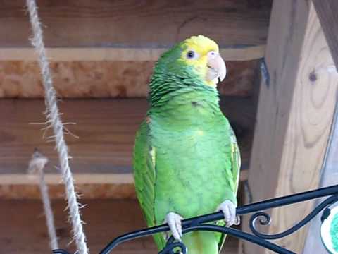 Calypso The Talking Amazon