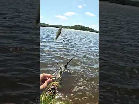 Pescaria de piau no rio Corrente (Serranópolis GO) #pesca #fish #piau