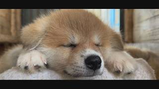 じいちゃんの秋田犬【大家族編】#48　幸せ気分
