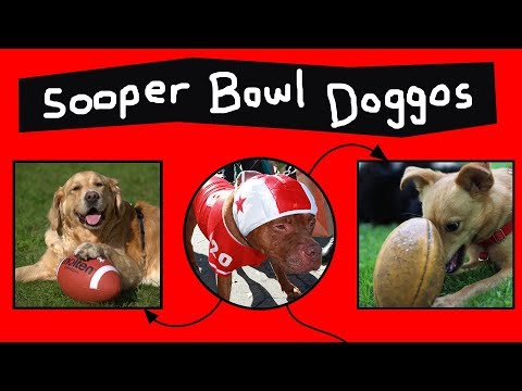 Doggos do the Sooper Bowl