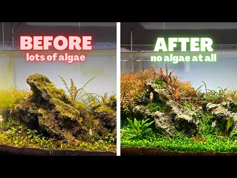 CAN'T GET RID OF ALGAE? TRY THIS!