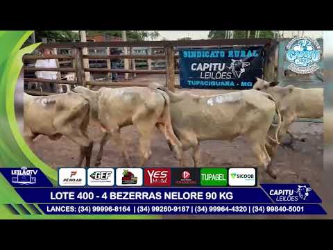 LOTE 400   4 BEZERRAS NELORE 90 KG - 8º LEILÃO CAPITU LEILÕES - TUPACIGUARA MG