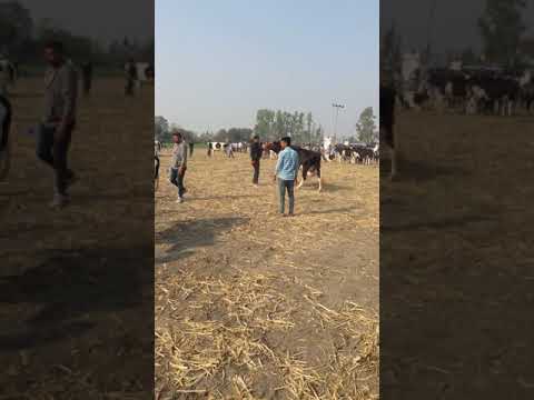 HF cow 55kg dud date ha ja gya   ( rarh, mansa,punjab)