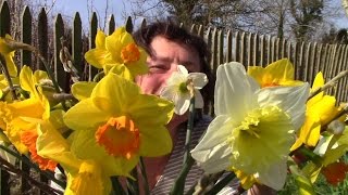 How To Plant Daffodil Bulbs The Easy Way (And Why You Should!)
