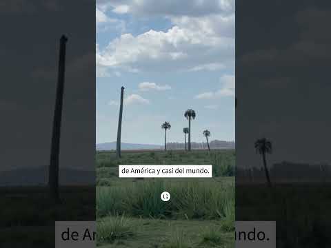 ¿Estamos a tiempo de salvar los palmares de Rocha del picudo rojo?