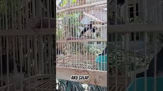 Download lagu jalak suren anakan belajar bunyi mp3 Download lagu jalak suren anakan belajar bunyi mp3