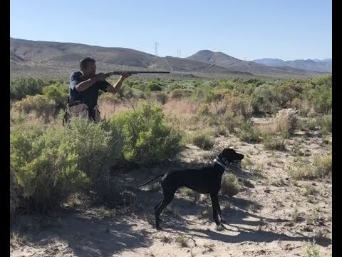 Gundog Training: Creating Mental Steadiness