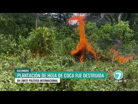 PERSONAL MILITAR DESTRUYÓ PLANTACIÓN DE COCA EN SUCUMBIOS