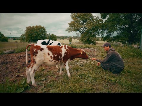 Kalvar på bete & lite sommarsegling | Livet som månskensbonde i Uppland 🐔🐄🐏