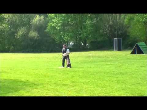 Haakon von der Vogelwarthe Körung 13.04.2014 Boxer