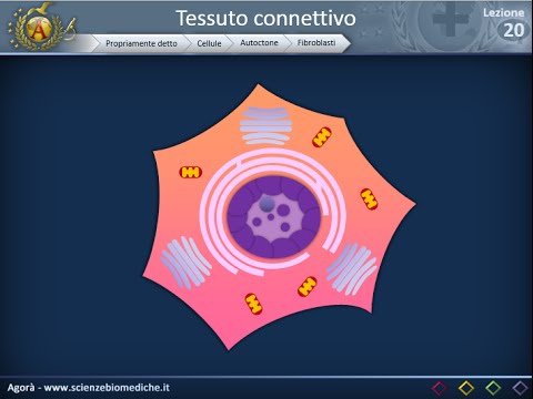 Istologia 20 - Cellule mesenchimali, fibroblasti e fibrociti
