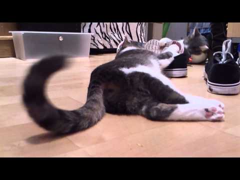 SHOES AND CATS - Lina and Luana