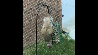 Shooting squirrel off deck bird feeder with rubber band