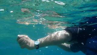 帛琉浮潛 Snorkeling in Palau HD