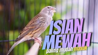 Download lagu CEPET MASUK!! Masteran Kenari Isian Blackthroat Paling Ampuh untuk Kenari PAUD mp3 Download lagu CEPET MASUK!! Masteran Kenari Isian Blackthroat Paling Ampuh untuk Kenari PAUD mp3