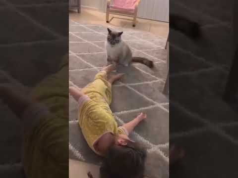 qof walbo o arko veadio ga