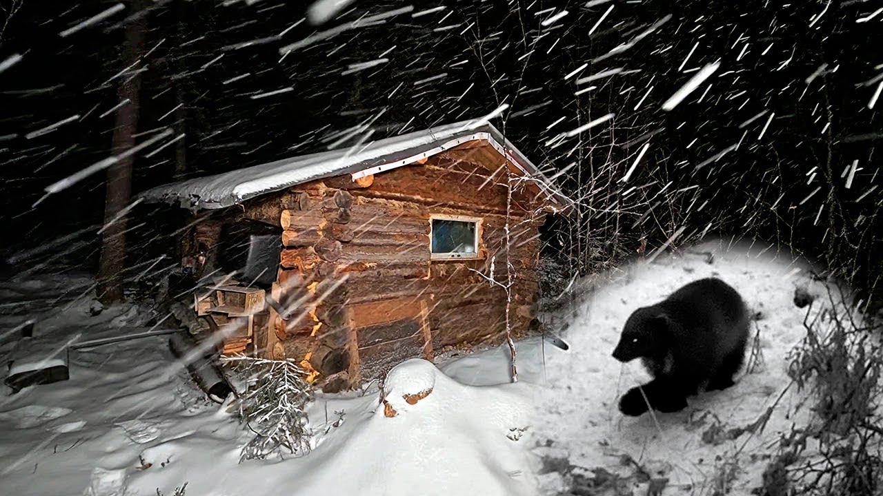 Живу в таёжной избе. Росомаха потрошит капканы.