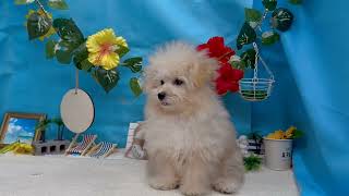 ハーフ犬の動画01