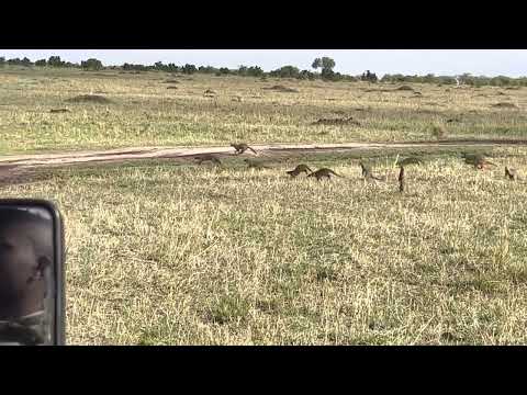 KENYA MONGOOSE @tuatorhuat Bing NG