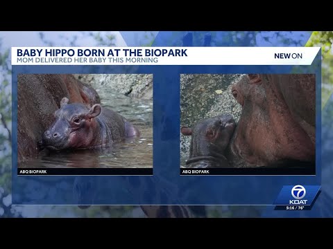 Karen the hippo delivers healthy calf - YouTube