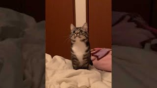 #Shorts 途中から本気になってしまう元バレー部の猫 足長マンチカン まる Jumping cat