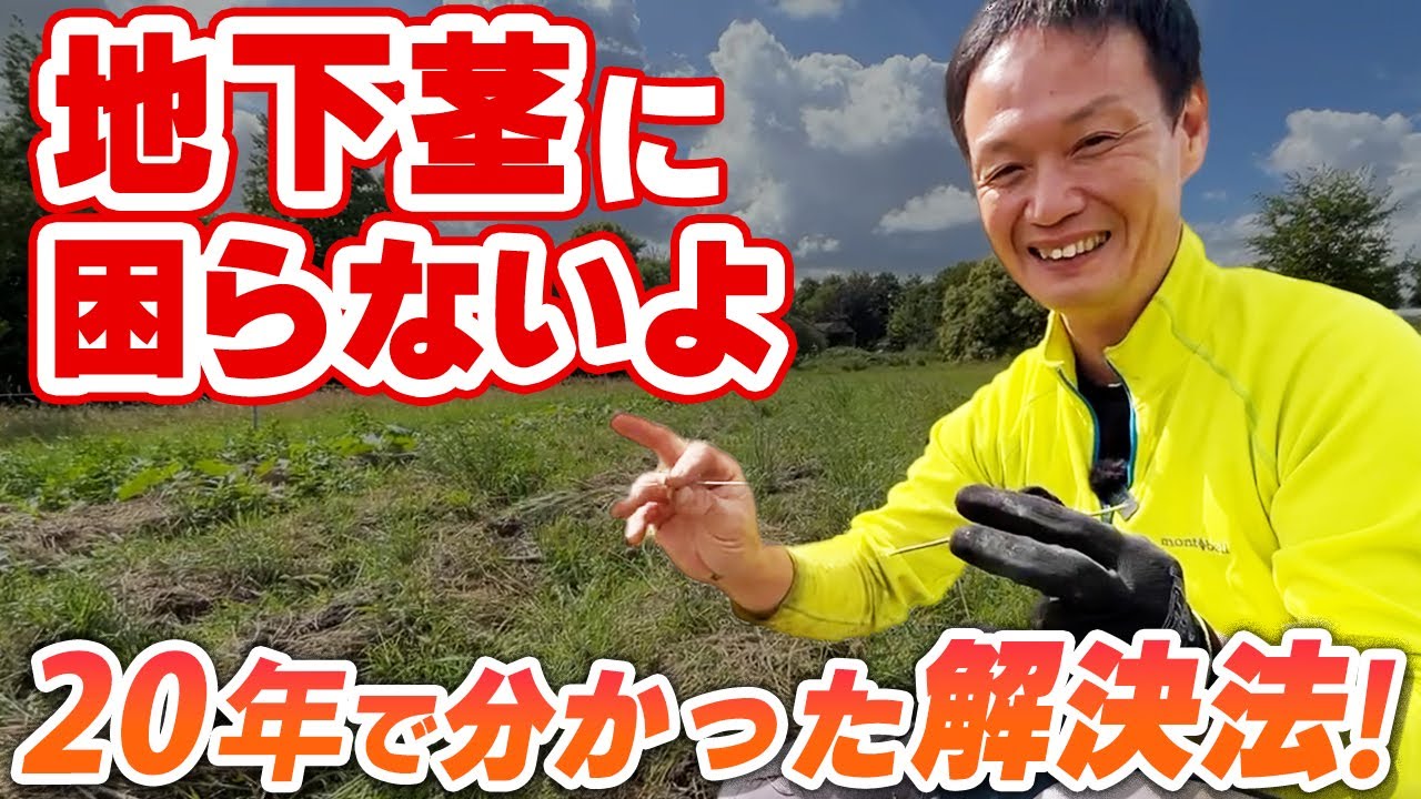 【自然栽培239】地下茎を克服した体験談と克服法を紹介します!