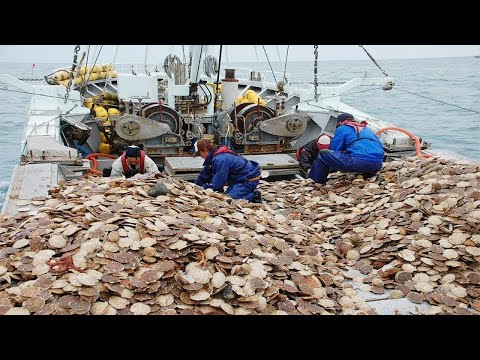 Amazing Fastest Catch Hundreds Tons of Scallops With Modern Big Boat