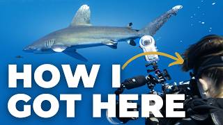 Shark Diving in Egypt with Master Liveaboards
