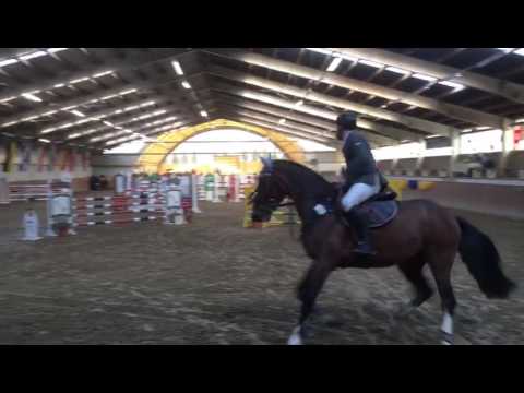 5 jähriger Connor Cassini I Stamm 890